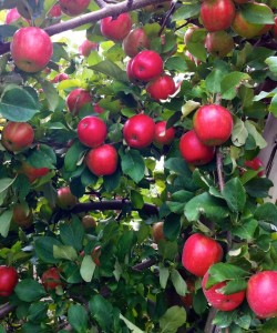 Everett's apples.