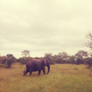 A photo Fraser snapped while on a safari in the bush of South Africa.